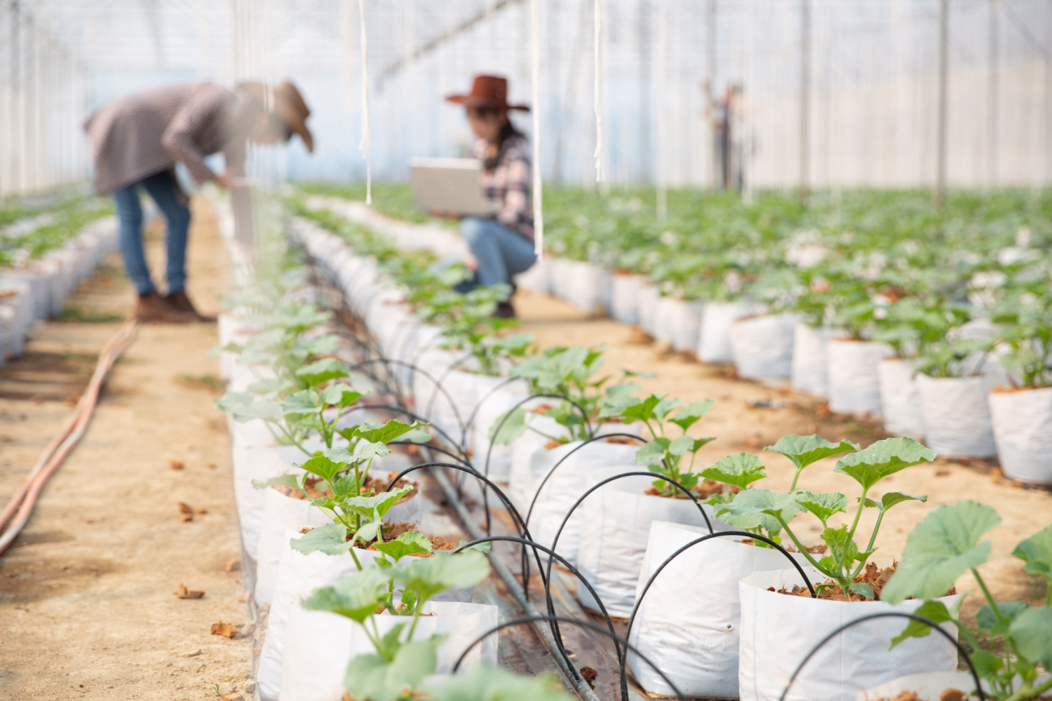 Irrigation Maintenance