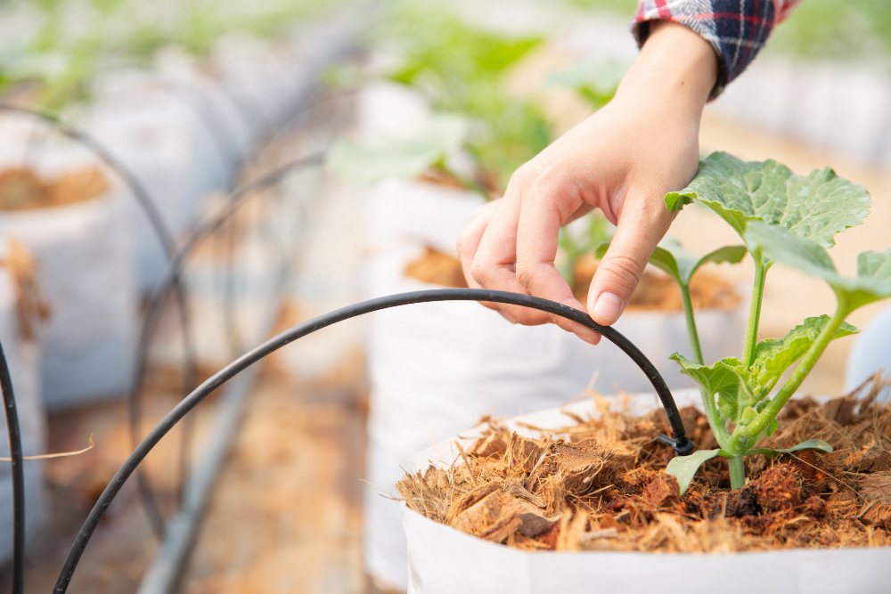 Irrigation Drip System